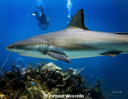 Reef shark taken at "Danger Reef" by Richard Alvarado 